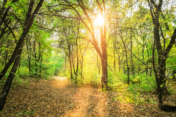 sunlight in autumn forest with green trees and fallen yellow leaves