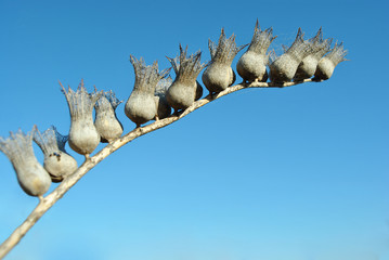 Hyoscyamus niger, henbane, black henbane or stinking nightshade dry grey flowers with seeds with blue sky background