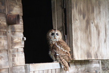 Owl perching on stable door