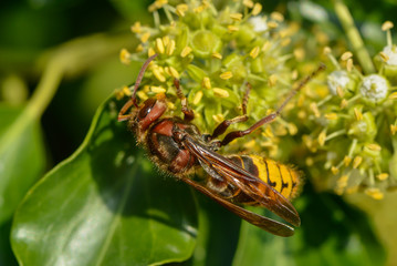 Europäische Hornissen an einer Efeublüte
