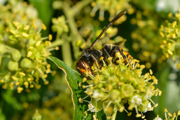 Asiatische Hornisse in der Efeublüte