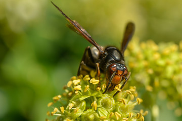 Asiatische Hornisse in der Efeublüte