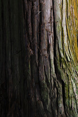 Obraz premium 日光の杉アップ