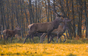 Group of red deers in autumnal meadow .Red deers in nature during autumn