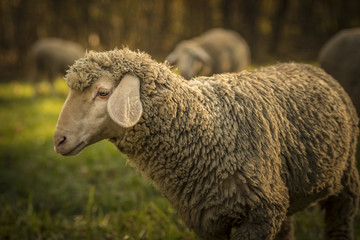 Schaf /Ovis aries / lamb