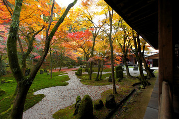 Fototapeta premium 光明禅寺の紅葉