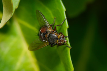Igelfliege sitzt auf einem Blatt