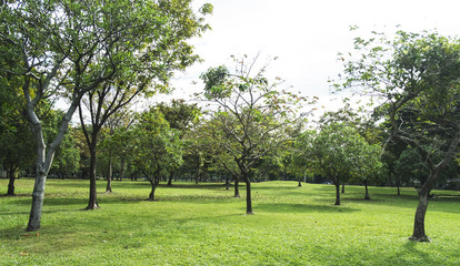 Green trees during the morning sunrise in the park.
