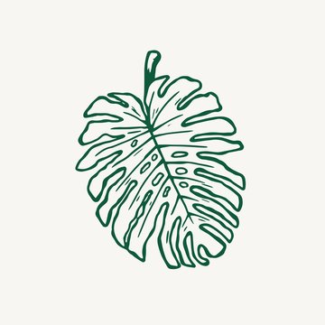 Monstera tropical leaf outline vector illustration
