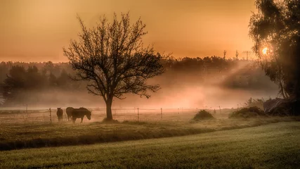 Foto op Canvas Ponys in the morning light © Ralf Kaiser