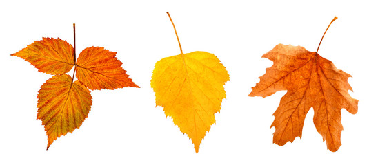 Set of autumn leaves on a white background. An isolated object.