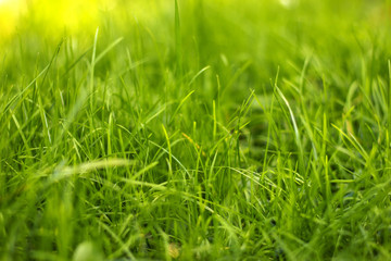 Natural Green Grass Background 