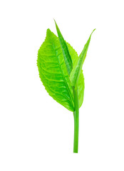 tea leaf on isolated white background