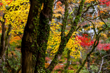 光明禅寺の紅葉