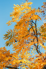 Colorful background of autumn leaf, close up