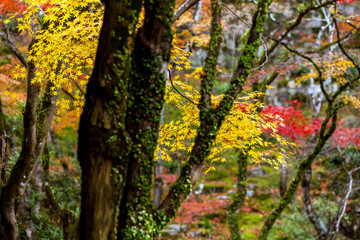 光明禅寺の紅葉