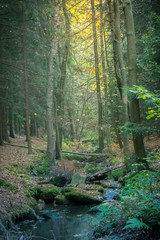 Misty forest stream in the fall