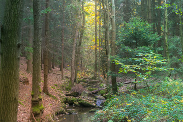 Misty forest stream in the fall