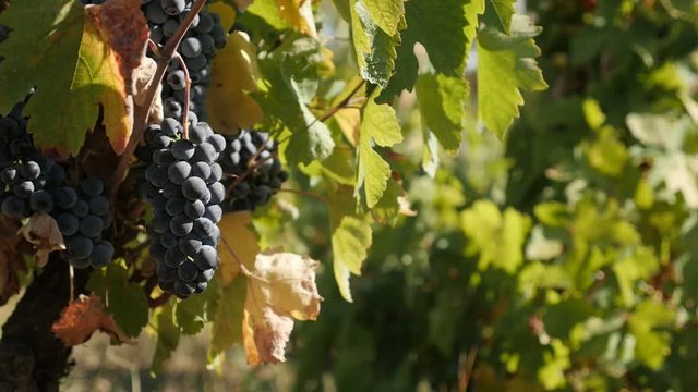 Common grape on vines close-up slow-mo - Shallow DOF Vitis vinifera fruit in vineyard