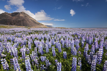 Lupine Field. Iceland 