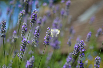 Lavender summer - 177260062