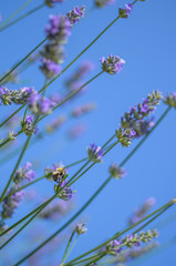 Lavender summer - 177260074