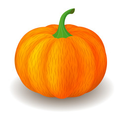 Vector semi realistic illustration of pumpkin. Isolated on white