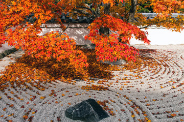 光明禅寺の紅葉