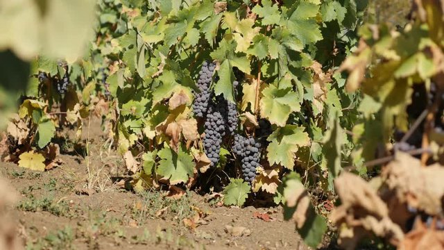 Common grape fruit in vineyard shallow DOF 