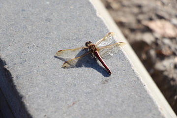 dragonfly, wings, mosquitoes, insects, curb, beetle, asphalt, flight, macro, nature, animals, animal world, insect world