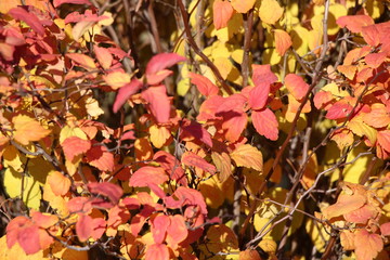 autumn, foliage, multicolored foliage, autumn foliage, park, texture, background, red, yellow, brown, maple leaf, apple leaf, park, nature, landscape, forest, leaves, branches,