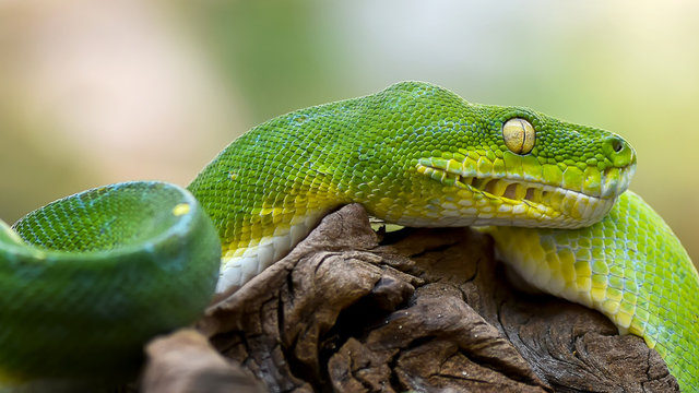 Green tree python/ Chondropython azureus/ Morelia Viridis