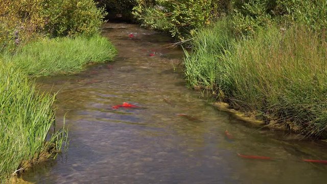 Spawining Kokanee Salmon swimming upstream in rocky bottom stream with grassy riverbanks