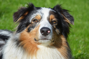 Fototapeta premium Australian Shepherd