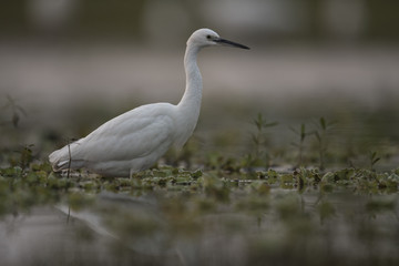 Little Egret