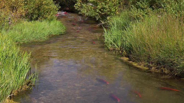 Spawning Kokanee Salmon swimming upstream in rocky bottom stream with grassy riverbanks
