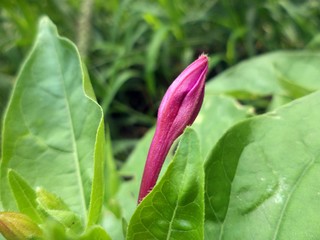 Obraz na płótnie Canvas pink flower green leaf
