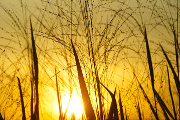 Wild Grass Silhouette Against Golden Hour Sky During Sunset