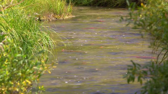 Spawning Kokanee Salmon swimming upstream in rocky bottom stream with grassy riverbanks