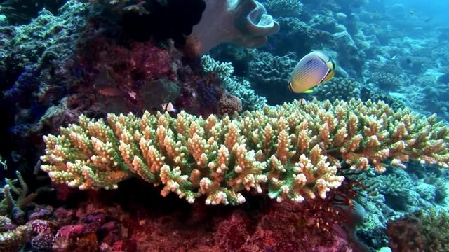 Coral underwater amazing seabed in Maldives. Unique video footage. Abyssal relax diving. Natural aquarium of sea and ocean. Beautiful animals.