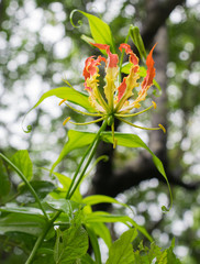 Wild flower with Orange and Yellow petals