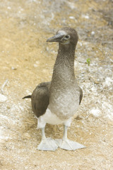 Piquero de Galápagos