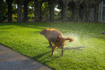 Doggy shaking off water - 177263829