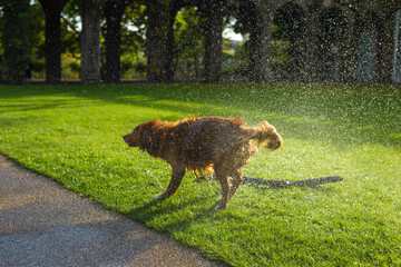 Doggy shaking off water - 177263865