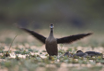 Lesser whistling duck