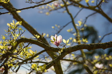 Early magnolia - 177263896