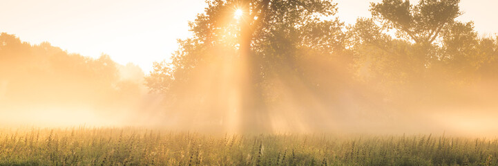Herbst Panorama Auenlandschaft und Baum im Morgennebel