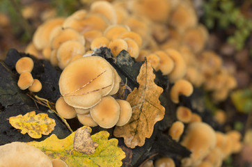 Colony of fungi on a tree trunk with fallen leaves in autumn the view from the top