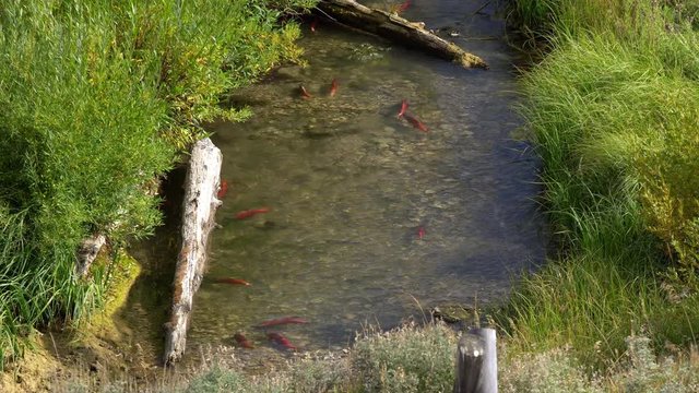 Spawning Kokanee Salmon swimming upstream in rocky bottom stream with logs and grassy riverbanks