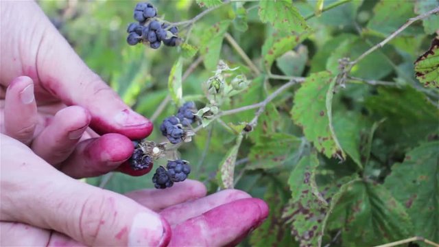 picking berry Rubus /hands to pick berries of blackberries